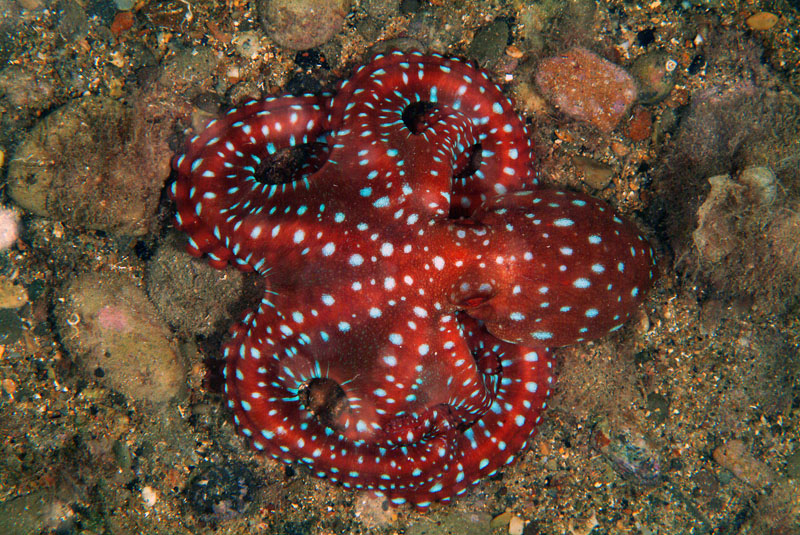 Octopus macropus